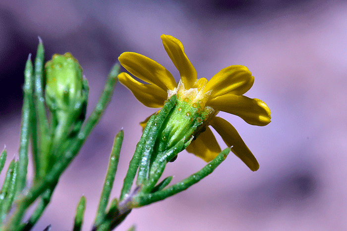 Pricklyleaf Dogweed bracts surrounds floral heads have visible translucent oil glands as shown in the photo.  Thymophylla acerosa